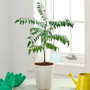 JasBerk Curry Leaves Seed