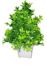 ds Artificial Flower Pot for Table Home Decoration Living Room Shop Office Bedroom Washroom & Gift Artificial Plant  with Pot