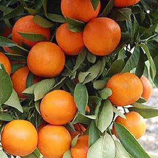Sjeme Chinese Orange Narangi Seed Seed