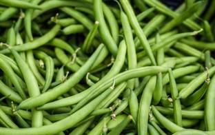 sporos French Beens Seed