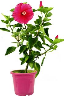 A S enterprize Hibiscus Plant