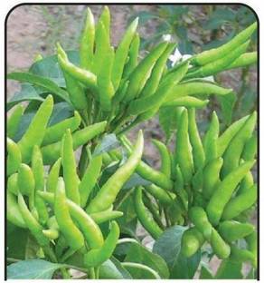Starlink Mirch/Chilli Plant