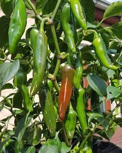 Starlink Mirch/Chilli Plant