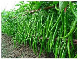 Selpline Mirch/Chilli Plant