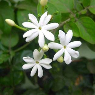 Starlink Jasmine Plant