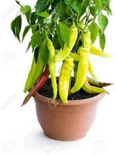 Selpline Mirch/Chilli Plant