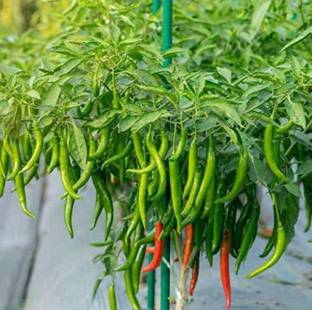 Selpline Mirch/Chilli Plant