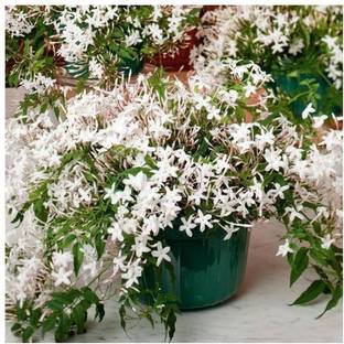 Selpline Jasmine Plant