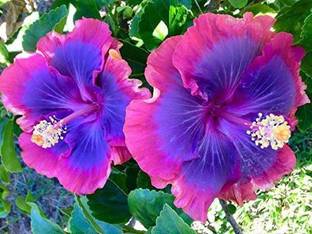 Selpline Hibiscus Plant