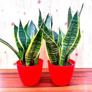 ASPAS Three Layer Bamboo Plant