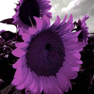 VibeX ® XLR-334 Purple Sunflower Seeds Ornamental Seed