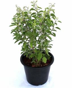 VibeX Kapoor Tulsi Seed