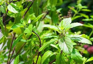 वाइबX वैन तुलसी बीज