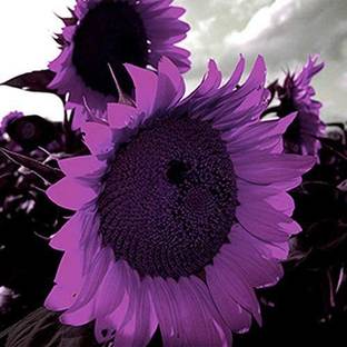 VibeX Sunflower Seed