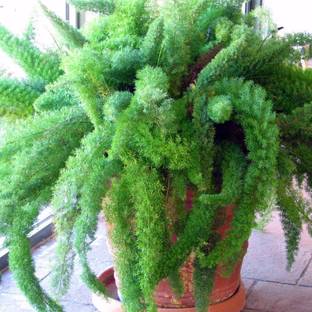 VibeX Asparagus Seed
