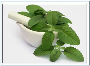 VibeX Kapoor Tulsi Seed