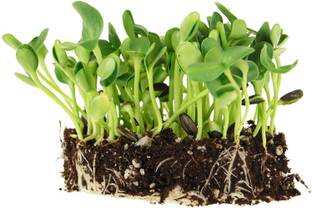 VibeX Sunflower Seed