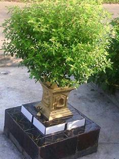 VibeX Rama Tulsi Seed