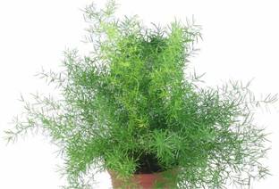 VibeX Asparagus Seed