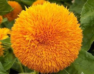 VibeX Sunflower Seed