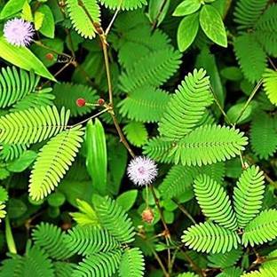 Biosnyg Sensitive Plant Seeds - Mimosa Pudica 100 Seeds Seed