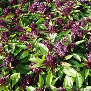 VibeX LX-13 - Thai Basil "Siam Queen" - (1500 Seeds) Seed