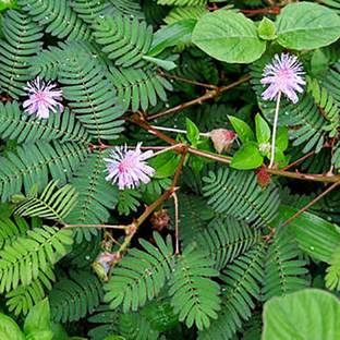 VibeX Mimosa Pudica Sensitive Plant Touch Me Not or Shy Plant Seed