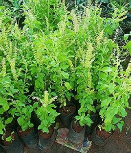 VibeX Kapoor Tulsi Seed