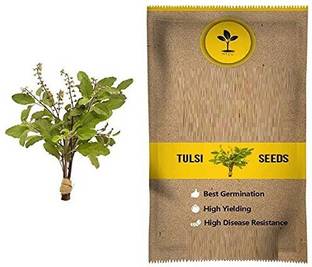 VibeX Van Tulsi Seed