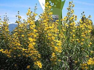 VibeX Sunflower Seed