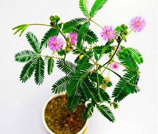 VibeX Mimosa Pudica Seed