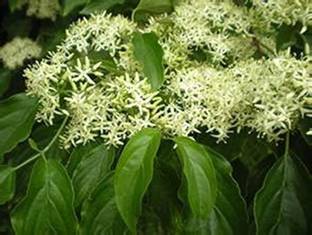 VibeX Har Singaar Seed