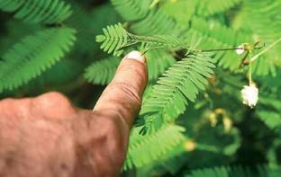VibeX Mimosa pudica,Sensitive Plant,Tickle me Seed