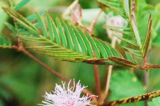 VibeX Mimosa Pudica Seed