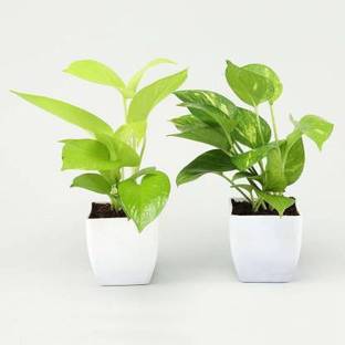 LaughEarth Money Plant
