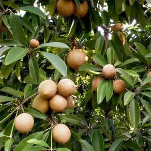 SHOP 360 GARDEN Manilkara zapota / Sapodilla / Sapota / Chikoo / Chico / Naseberry / Nispero Fruit Seed