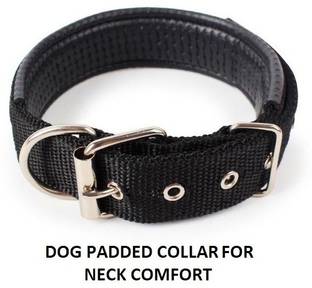 Hachiko Dog Everyday Collar