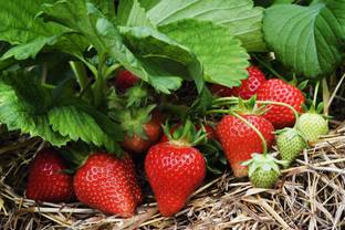 PLANTZON StrawBerry Fruit Hybrid Seed