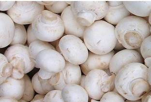 PLANTZON Mushroom Seed
