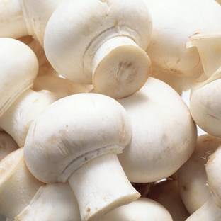 PLANTZON Mushroom Seed