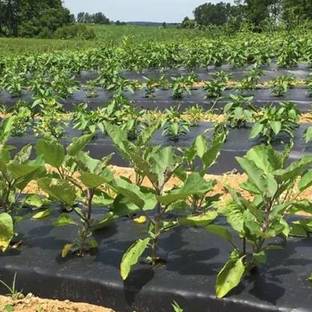 SIDDHI Mulching Film 30 MIcron 3.25 Feet - 400 Meter Mulching Paper Black Color Garden Mulch (Black 10 kg) Garden Mulch