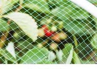 Amz Sports Nets Pigeon Net for Balcony (Protection net) (Pigeon)(Monkey) GREEN(10FT X 80FT) Insect Net