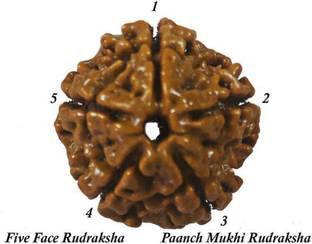 Maharishia Wood Chain