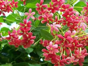 Sumang Green Land Madhumalti/Rangoon Creeper