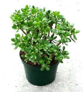 Click to buy Jade Plant