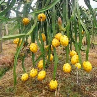 My Dream Nursery Dragon Tree
