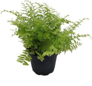 Click to buy Fern Plant