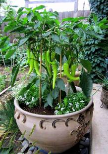 FERNSFLY Chilli Seed