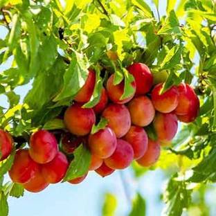 Click to buy Aloo Bukhara/Plum Plant