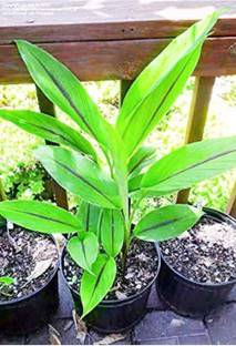 Click to buy Turmeric Plant